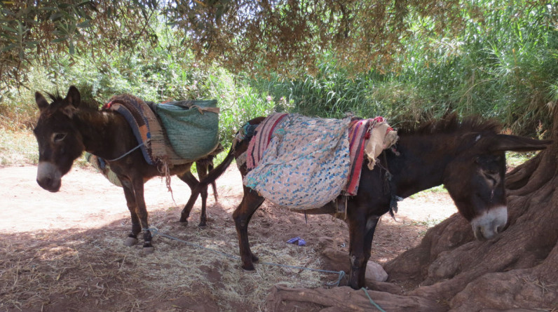 “الحمير” لنقل المساعدات للمتضررين من الزلزال.. مغاربة يلجأون لطرق بدائية للوصول للقرى المعزولة